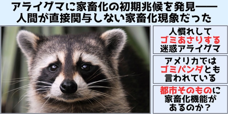 アライグマに家畜化の初期兆候を発見――人間が直接関与しない家畜化現象だった