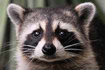 アライグマに家畜化の初期兆候を発見――人間が直接関与しない家畜化現象だった