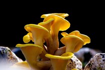 進撃のキノコ：日本でも人気のキノコが栽培場から脱走し米国で生息地を急拡大