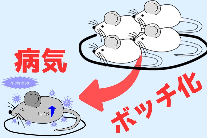 病気になるとボッチになる脳スイッチを発見