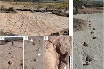 ボリビアで1万6000以上の「世界最大規模の恐竜足跡群」を発見