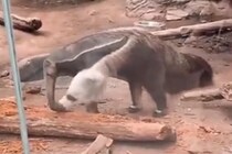 頭を2つ持つアリクイの動画!?科学者「偶然ではなく進化です」