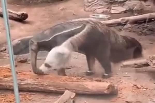 頭を2つ持つアリクイの動画!?科学者「偶然ではなく進化です」