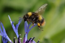 昆虫でも”ポジティブな気分”は仲間に伝染する