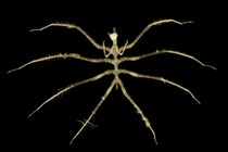 エイリアンのような「新種の深海生物」を発見