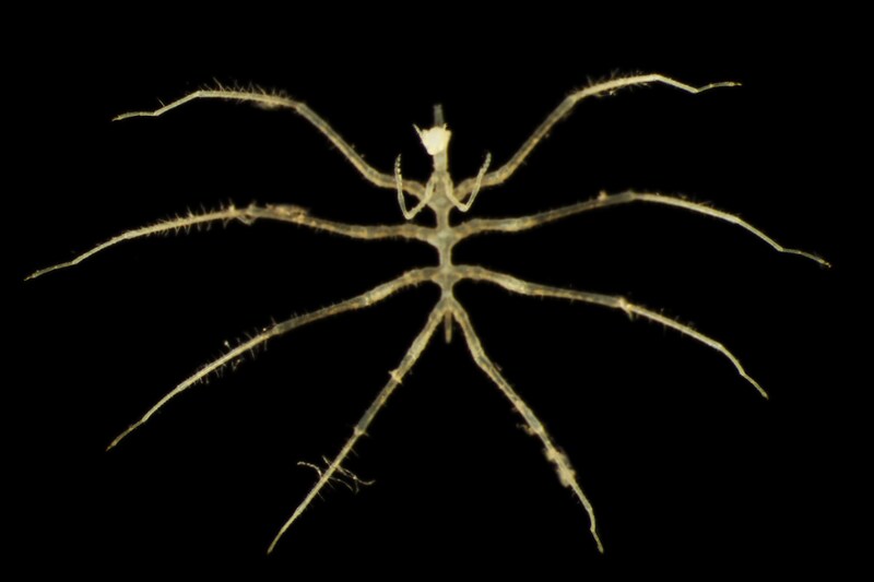 エイリアンのような「新種の深海生物」を発見