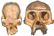 マウンテンゴリラは近親相姦を繰り返した結果、顔の非対称化が起きていた