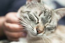 猫の「ゴロゴロ音」は「ニャー」よりも個体識別に役立つと判明