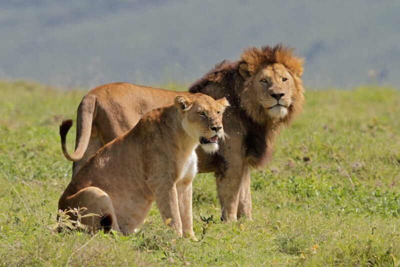避妊・去勢した動物は最大20%長生きする