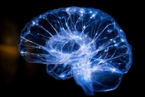 美しいと感じる画像は脳の「電気代」が安い――美とエネルギーの驚きの関係