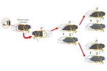 セミをゾンビ化させる恐怖の菌「マッソスポラ」はオスにメスの振りをさせて同性も襲う
