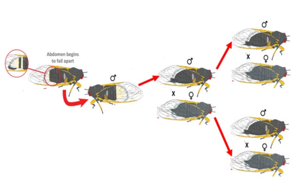 セミをゾンビ化させる恐怖の菌「マッソスポラ」はオスにメスの振りをさせて同性も襲う