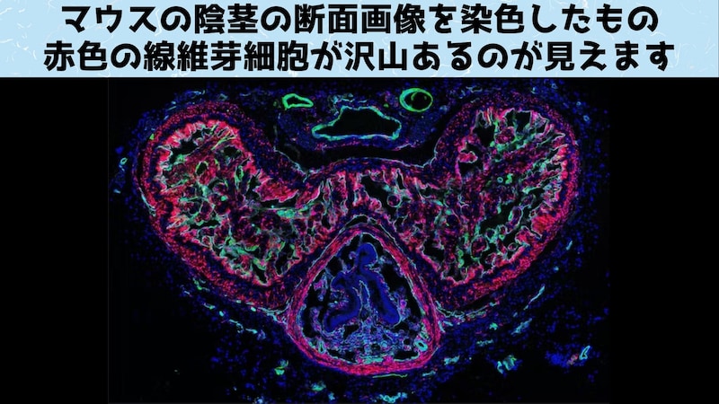 マウスの陰茎の断面画像。赤色は線維芽細胞、緑色は血管平滑筋細胞、シアン色は内皮細胞を示します。青は陰茎内のすべての細胞の核を表します。