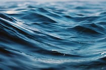 深海に棲む「新種の肉食スポンジ」を発見