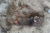 「口元にホタテ貝」前例のないヴァイキング女性の埋葬を発見