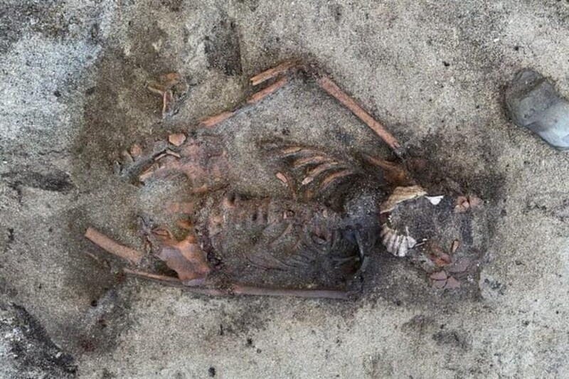 「口元にホタテ貝」前例のないヴァイキング女性の埋葬を発見