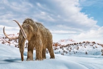 「2000年前のマンモスの化石」、実は「クジラ」だった