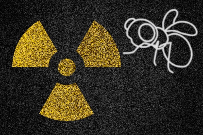 「放射線に強い菌」を食べたハエの放射線耐性が増加したと判明