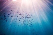 世界初、深海イカが「スポンジの茎」に擬態していた