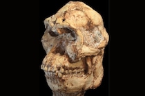 古人類化石「リトルフット」、新種人類の可能性が浮上