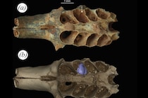 古代の蜂が「哺乳類の遺骨」で子育てした証拠を発見
