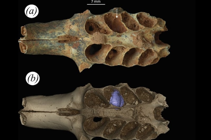 古代の蜂が「哺乳類の遺骨」で子育てした証拠を発見
