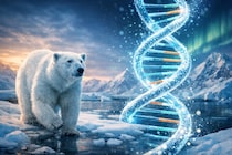 ホッキョクグマが温暖化で生き残るため「DNAを書き換えていた」