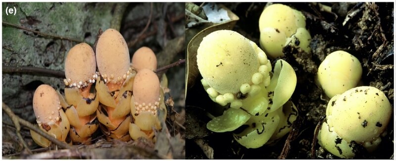 どうみてもキノコ