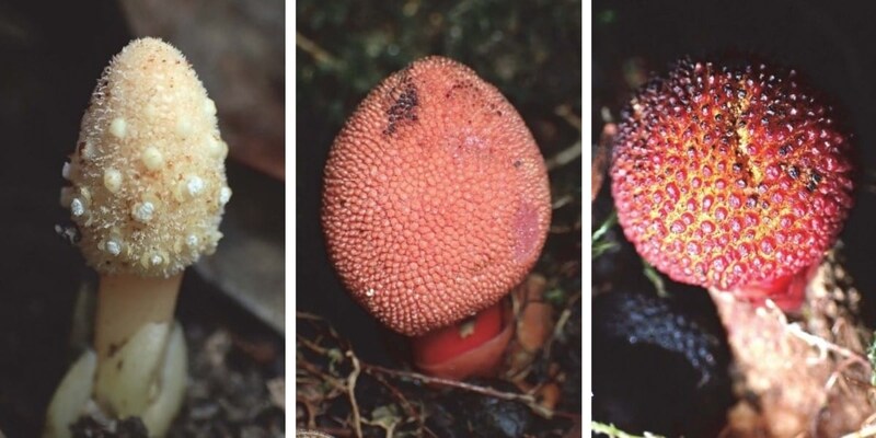 「キノコそっくりの植物」は光合成しないのに葉緑体は忙しかった