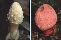 「キノコそっくりの植物」は光合成しないのに葉緑体は忙しかった