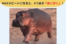 「体重2トン超のカバ」全速力が速すぎて走行中の15%が宙に浮いている