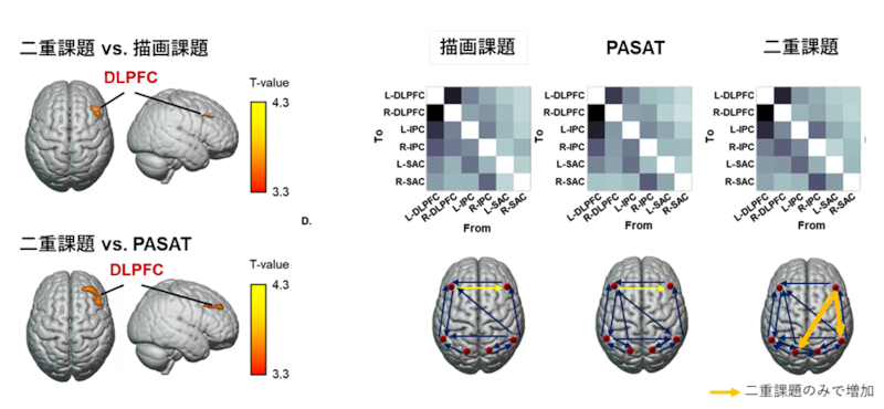 左:マルチタスクで活動が増加した脳領域、右:情報伝達もマルチタスクでのみ増加
