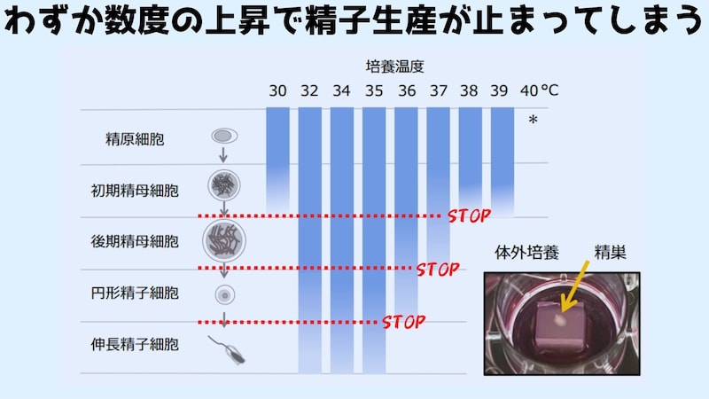 高温で精子ができなくなるメカニズムが判明！