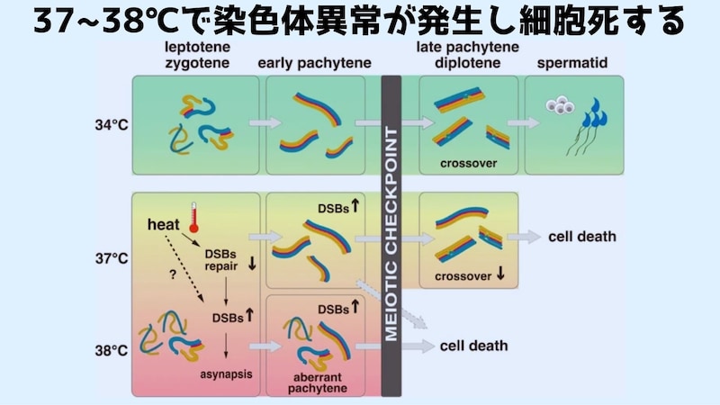 34℃では正常に進行していた精子生産が37～38℃になると細胞死を起こして停止する