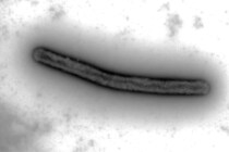 銅を「鉱石レベル」まで濃縮できる微生物を発見