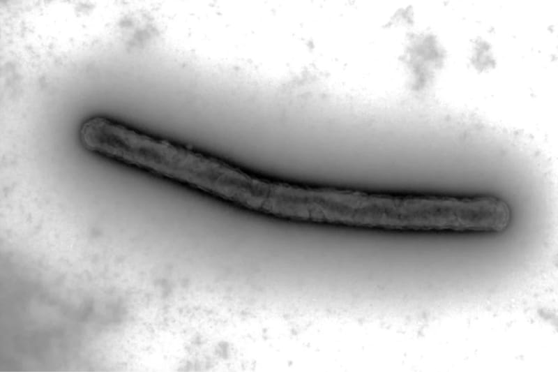 銅を「鉱石レベル」まで濃縮できる微生物を発見