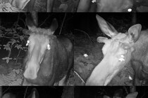 蛾が「ヘラジカの涙」を飲む瞬間の撮影に成功