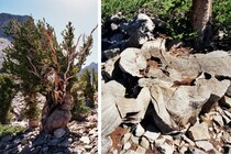 樹齢4900年の「プロメテウス」の悲劇―最古の木だと知られずに伐採された木