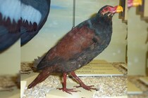 絶滅危惧種「マヌメア」を目撃、ドードーの近縁種