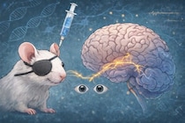 フグ毒を目に注射して脳を強制再起動すれば大人の弱視が治る可能性【MIT】