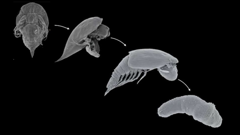 甲殻類からナメクジ状に変形する謎生命「Y幼体」の遺伝子解析結果が発表