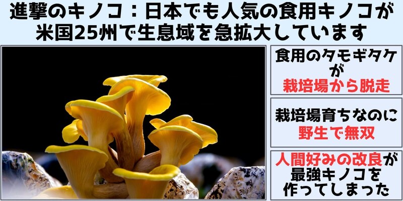 進撃のキノコ：日本でも人気のキノコが栽培場から脱走し米国で生息地を急拡大