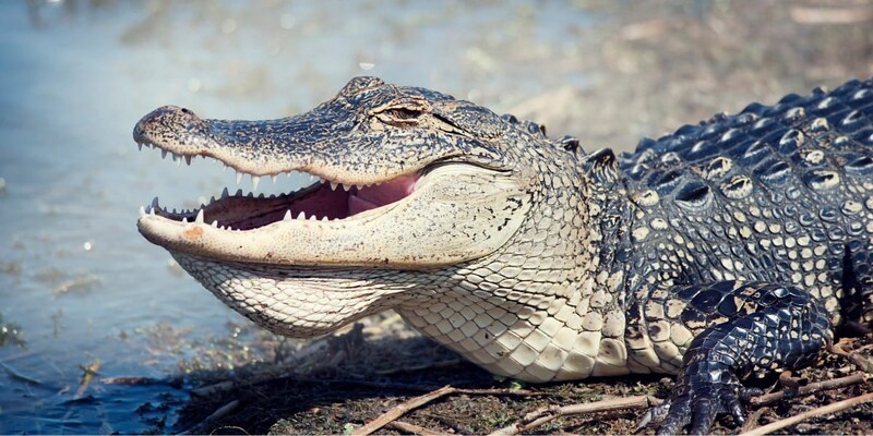 ワニの男性器にはOFFモードがなく、常に「勃起」した状態にある!