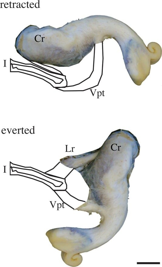 ワニは付け根の筋肉を使って性器を出し入れしていた(上:総排出腔にしまわれている状態、下:総排出腔から出された状態)