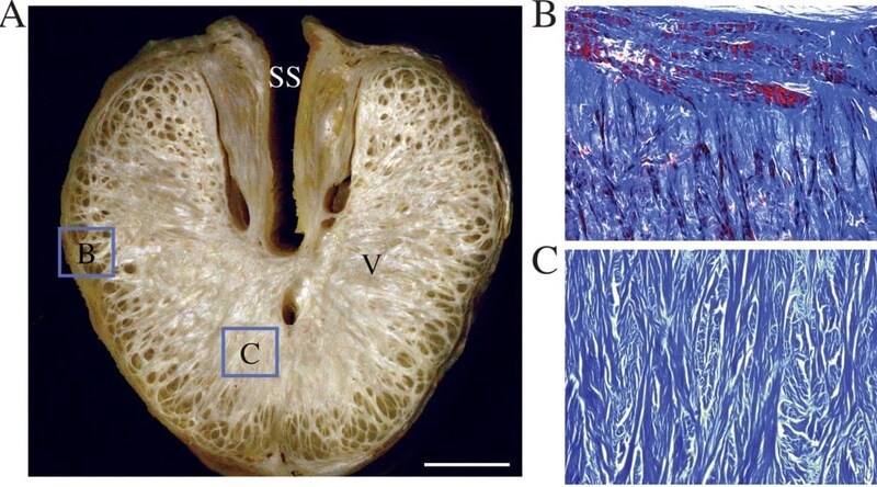 A:ワニの性器の断面図、B・Cは青枠の拡大図