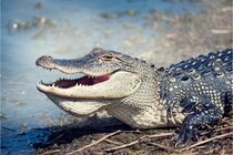 ワニの男性器にはOFFモードがなく、常に「勃起」状態にある