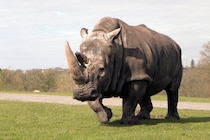 【9/22は世界サイの日】絶滅危機のジャワサイとスマトラサイが50頭以下に