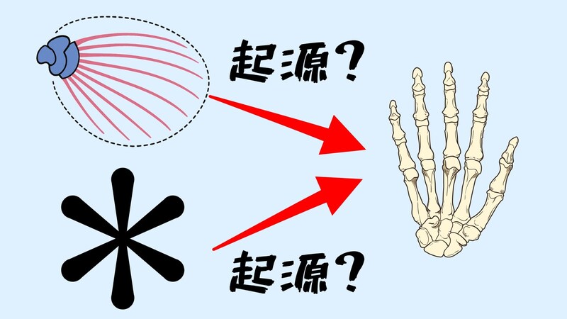 「指の遺伝子」は「魚のお尻の遺伝子」を流用して作られていた