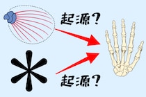 「指の遺伝子」は「魚のお尻の遺伝子」を流用して作られていた