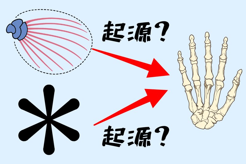 「指の遺伝子」は「魚のお尻の遺伝子」を流用して作られていた